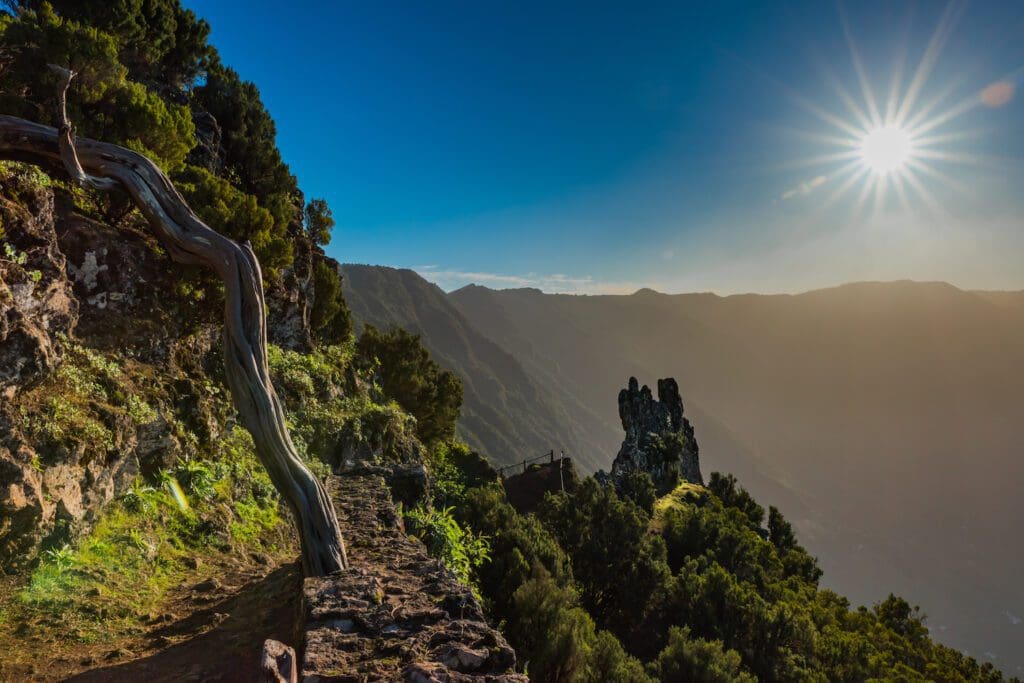 Das Bild zeigt den Nebelwald von El Hierro